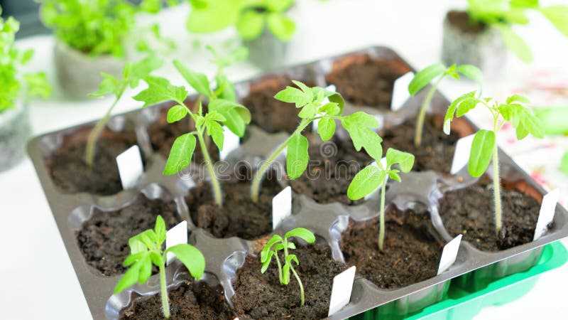 Transplanting the Seedlings