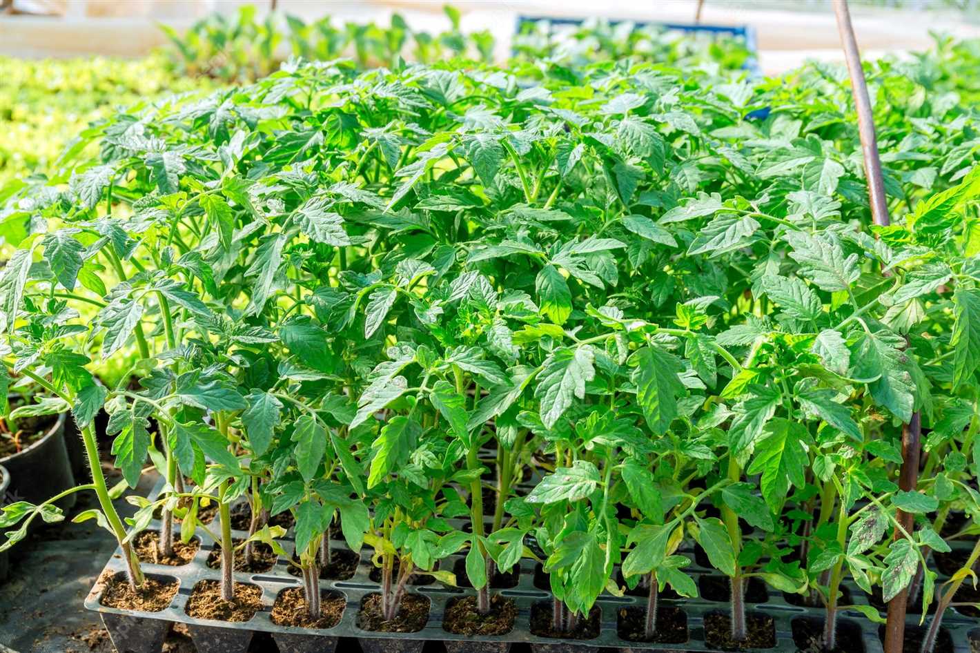 Caring for the Tomato Seedlings