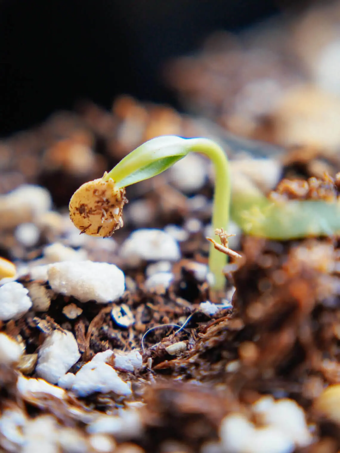 Common Reasons for Poor Seed Germination