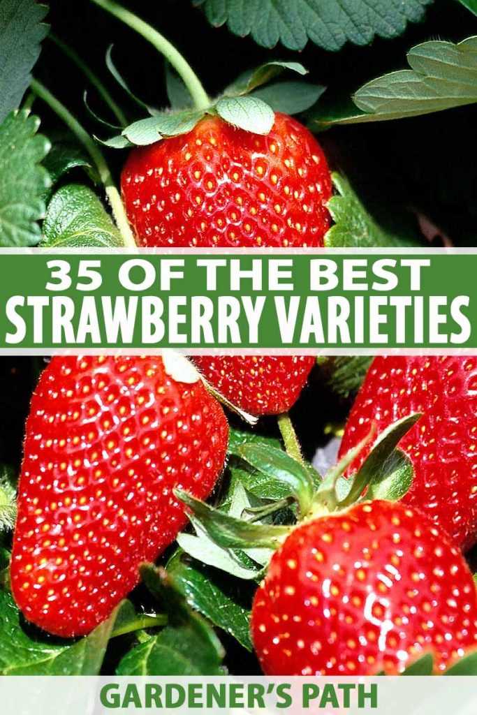 Top 3 Early-Ripening Varieties