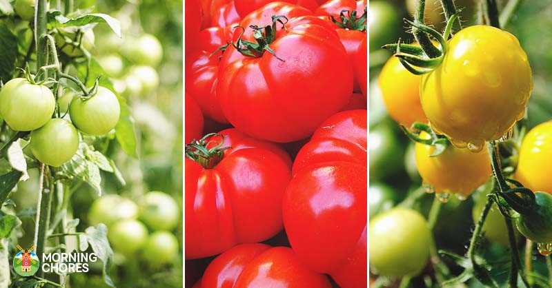 Caring for Red Tomato Plants