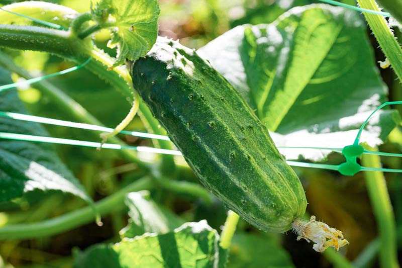 3. Homemade Pickling Cucumber