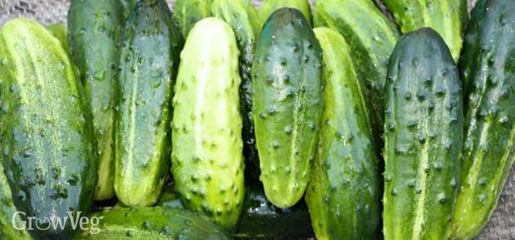 Top 4 Cucumber Varieties for Ground and Greenhouse