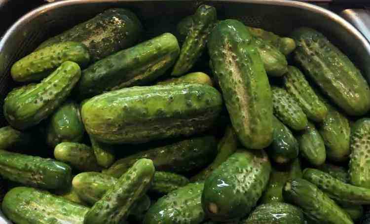 2. Armenian Cucumber