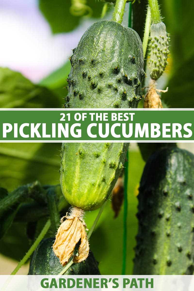 Choosing the Right Cucumber Variety