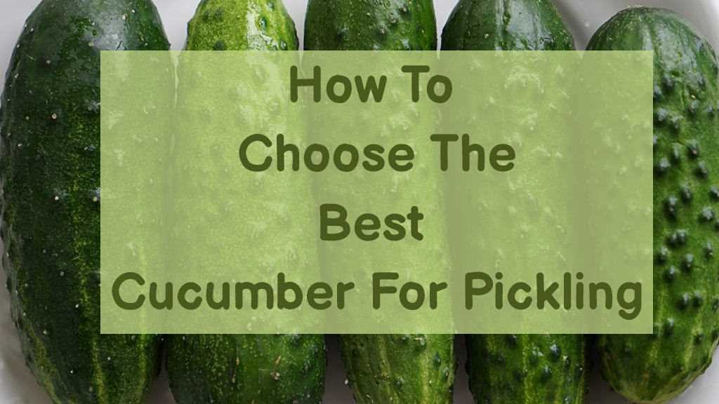 Why Choose the Right Cucumber Variety