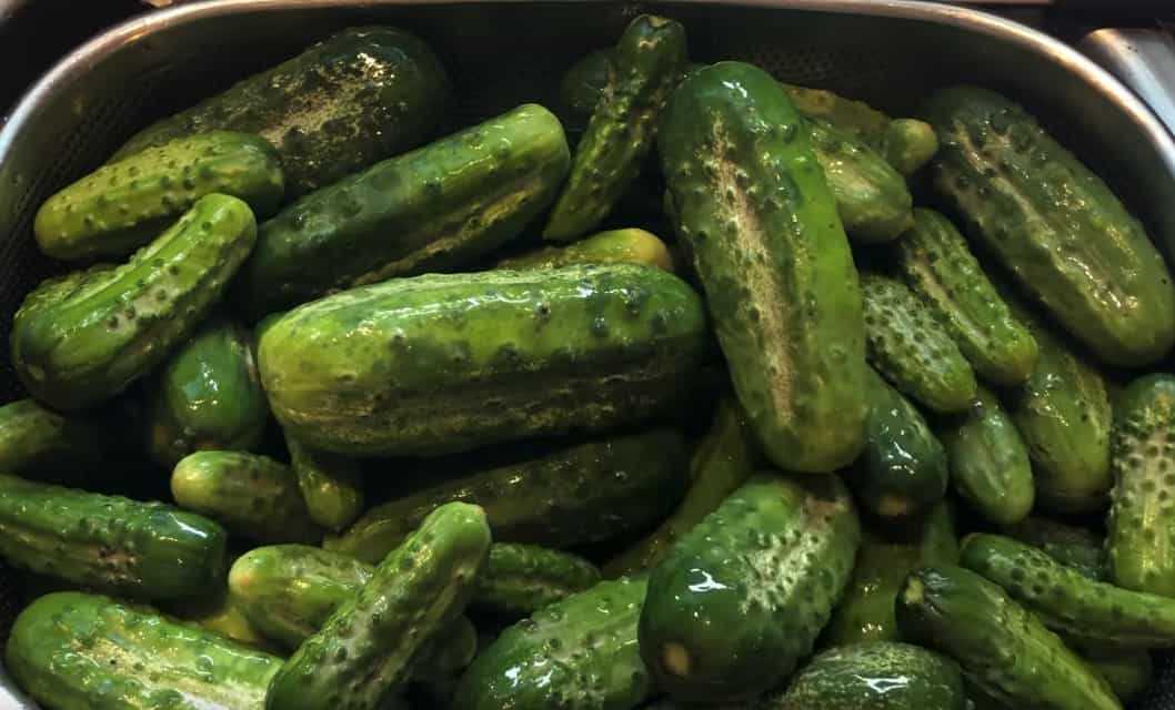 5. Pickling Cucumber