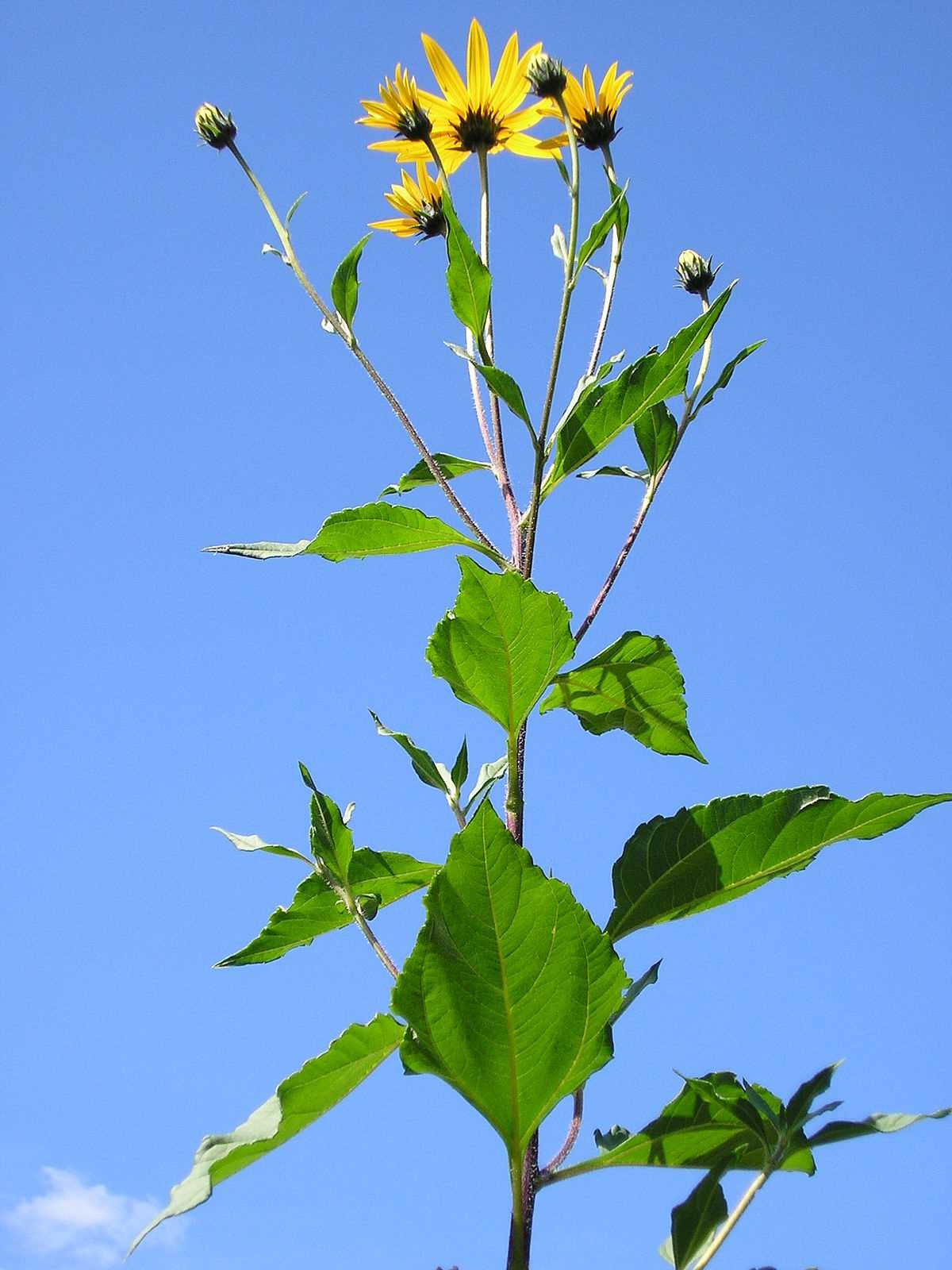 Harvesting Topinambour