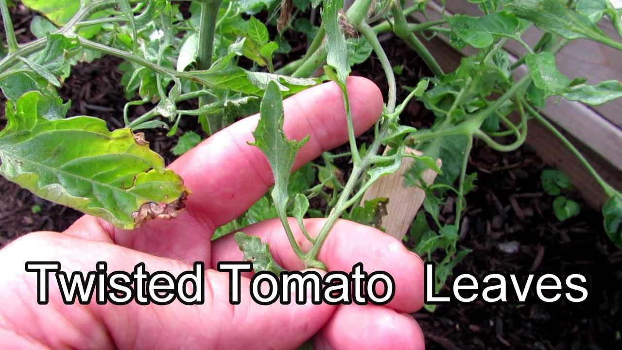 Rejuvenating Topped Tomato Seedlings