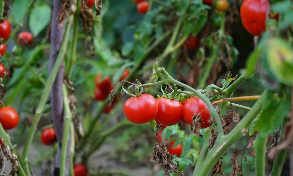 Q: What is topping tomato seedlings?