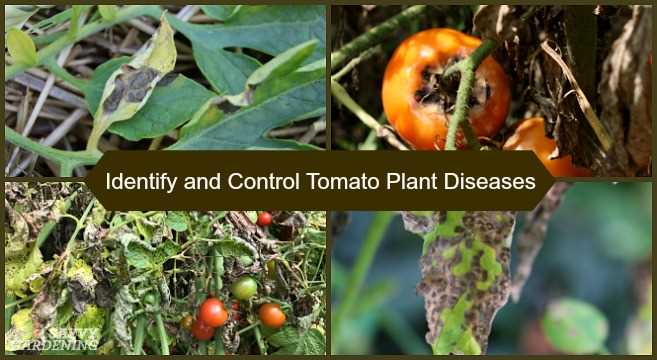 The Importance of Topping Tomato Seedlings