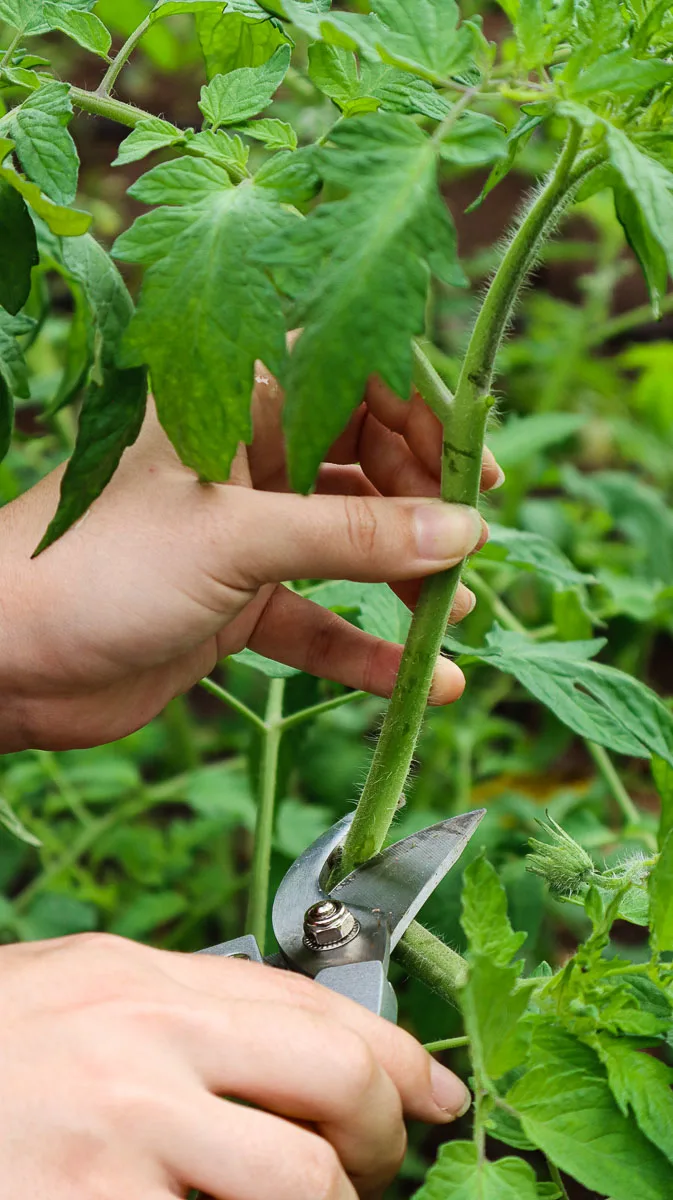 Q: How can I prevent topping tomato seedlings?