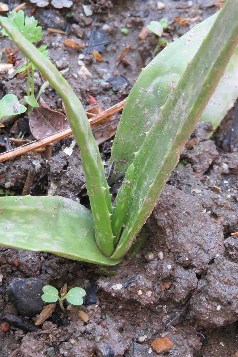 Step 6: Water the newly transplanted aloe baby