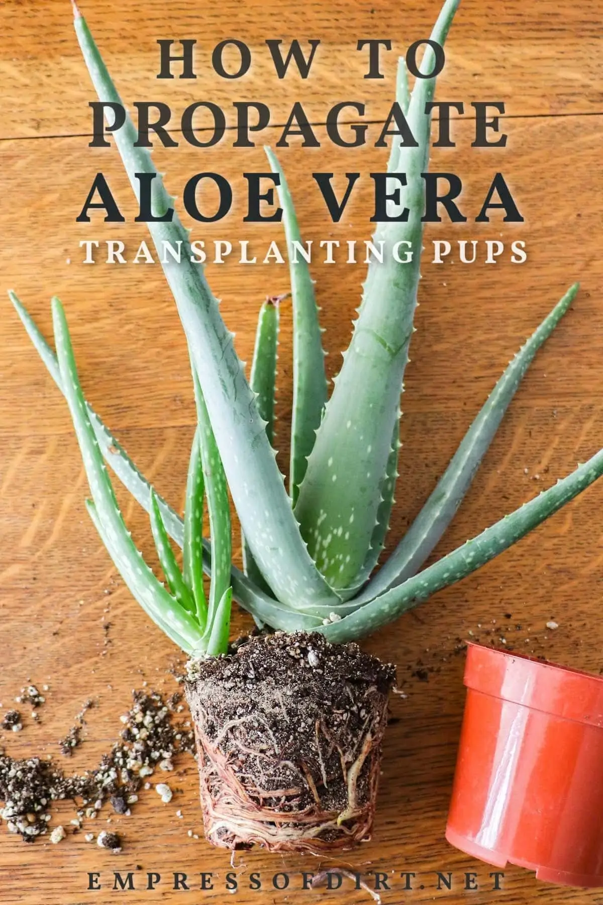 How to Transplant Aloe Babies