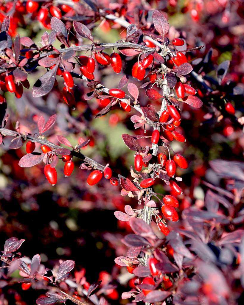 Avoiding Plants That May Outcompete or Overwhelm Tunberg Barberry