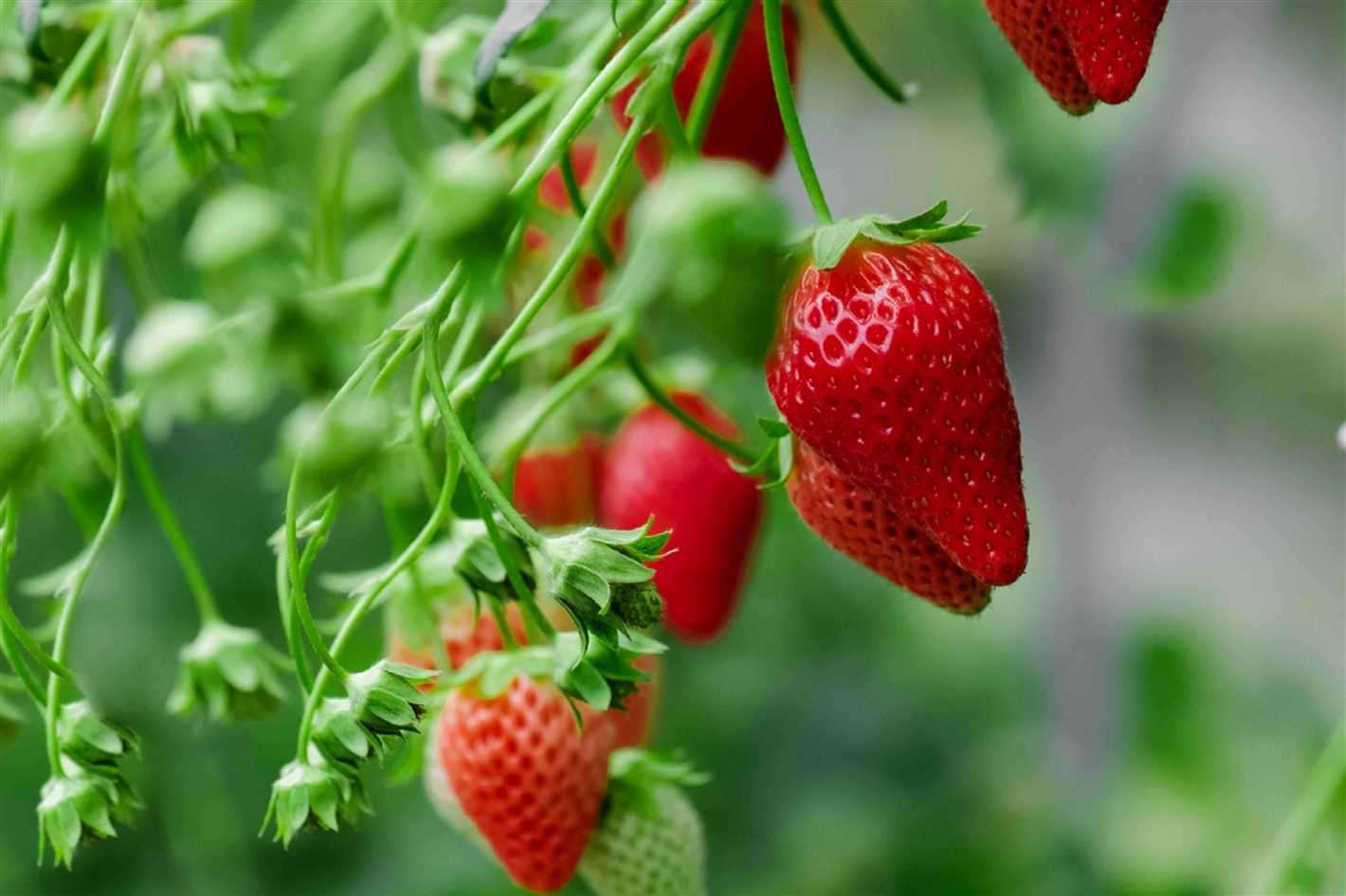 Treatment of Strawberries from Pests: Effective Methods and Organic Solutions