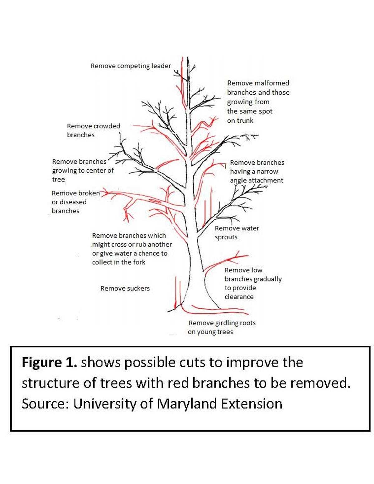 4. Increasing sunlight and air circulation