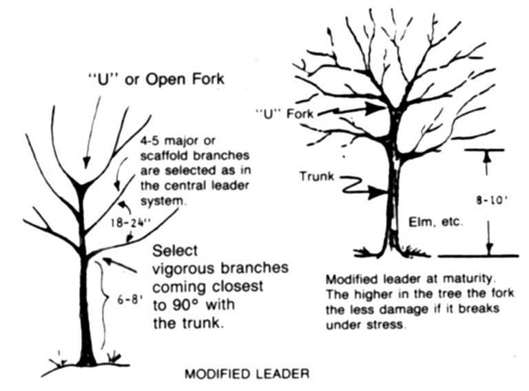 How to Prune Trees