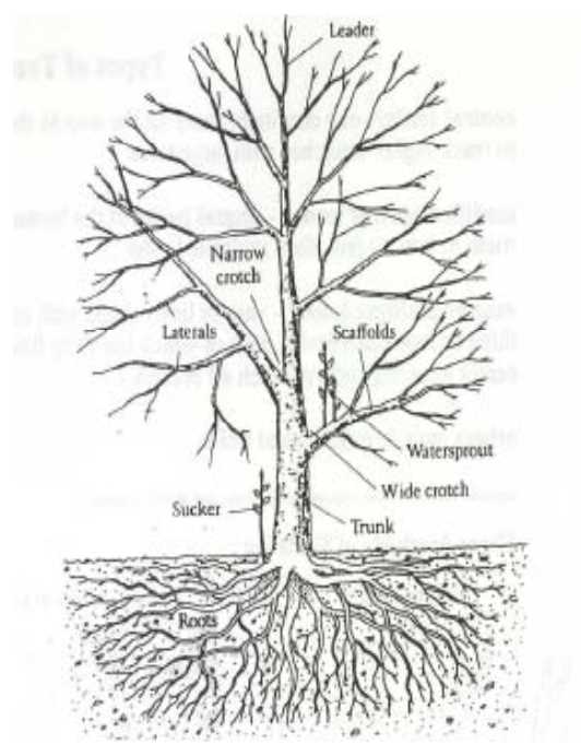 2. Removing dead or diseased branches