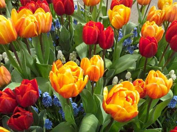 Why Deadhead Tulips?