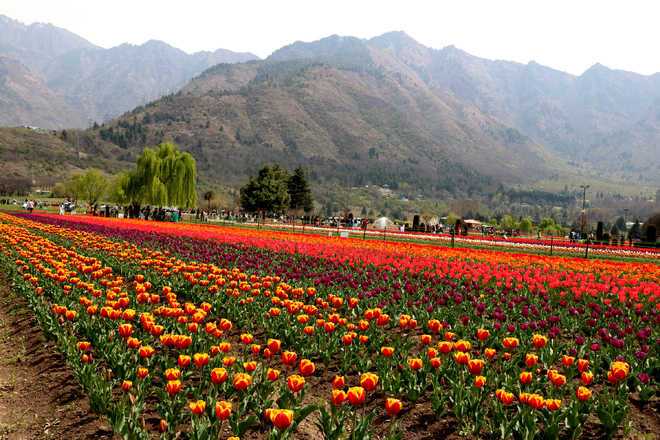 Planting Tulip Bulbs