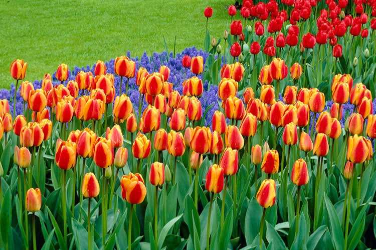 Selecting the Right Tulip Varieties