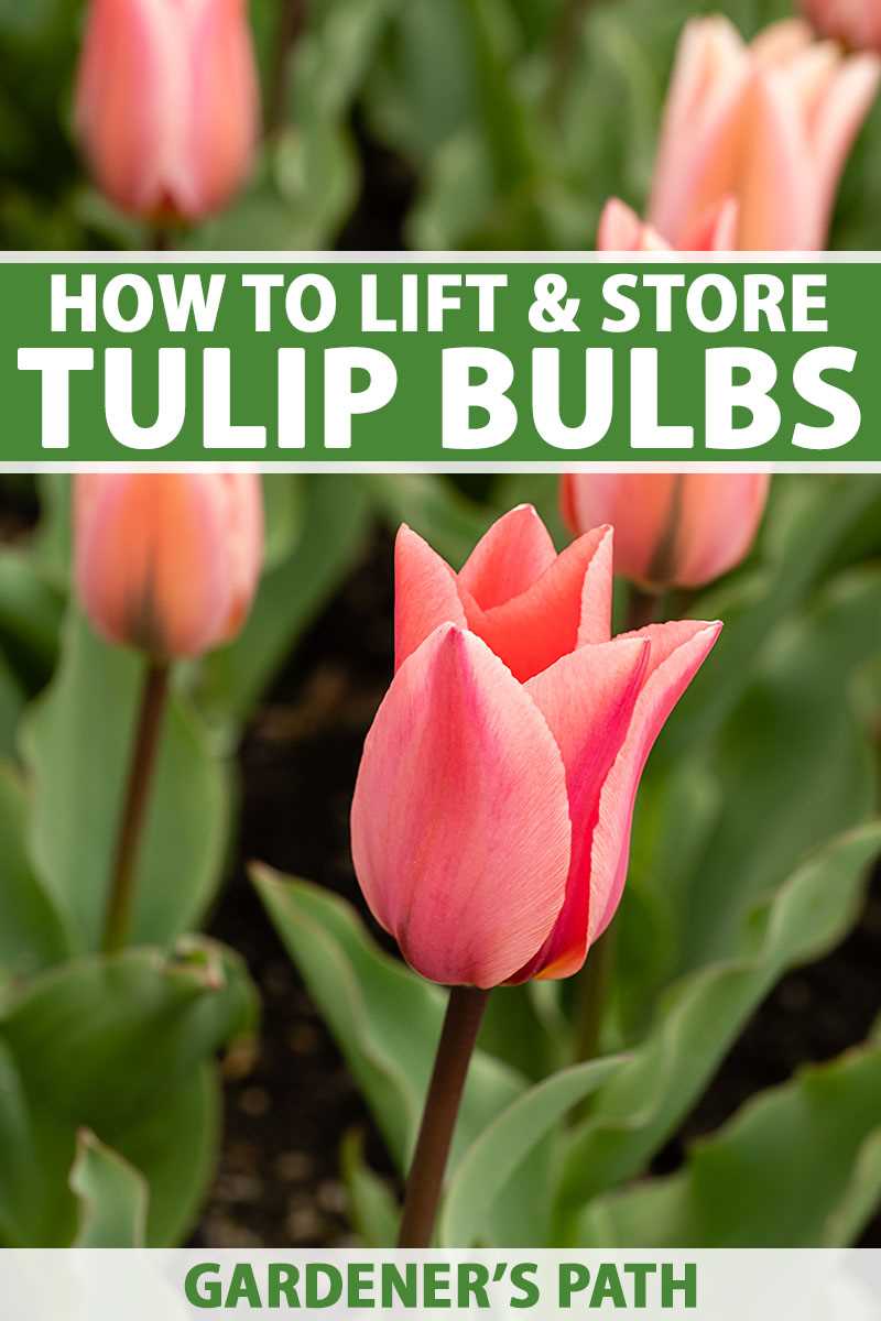 When to dig up tulips after flowering