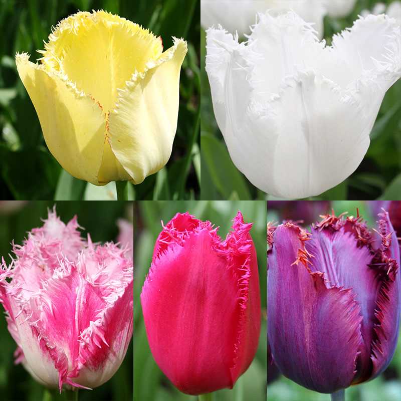 Choosing the Right Tulip Varieties
