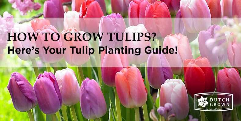 tulips planting in autumn in the open ground som252md