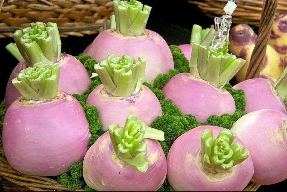 Harvesting Turnips