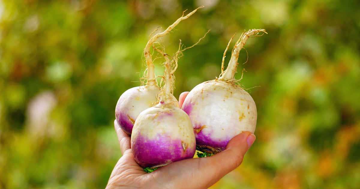 Thinning Turnip Plants