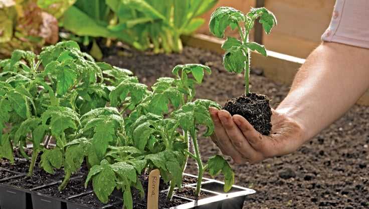 Why Grow Seedlings Without Soil?