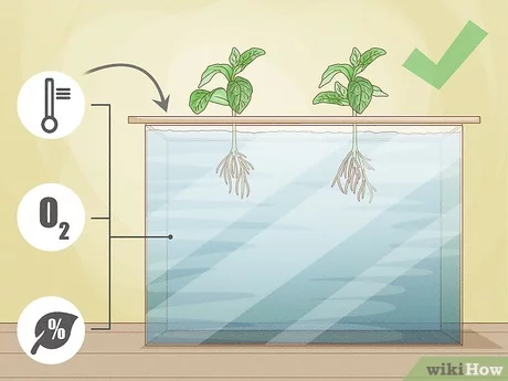 The Benefits of Hydroponics