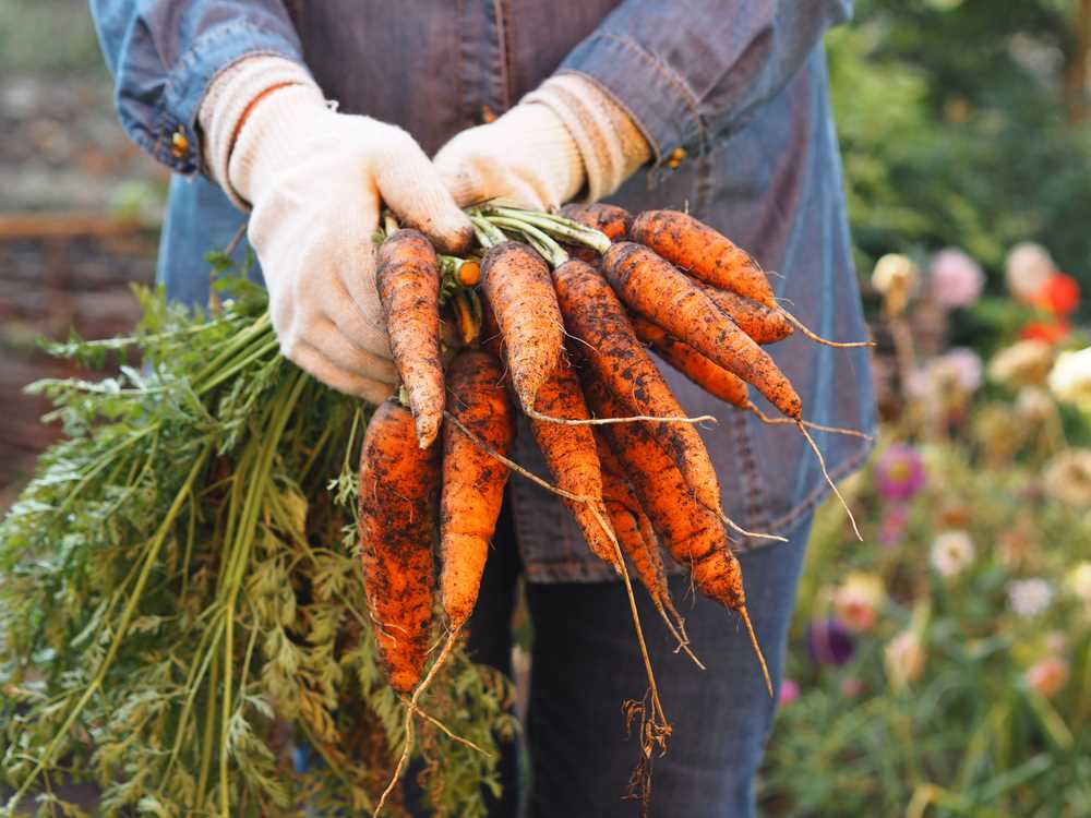 Using Raised Beds or Raised Rows