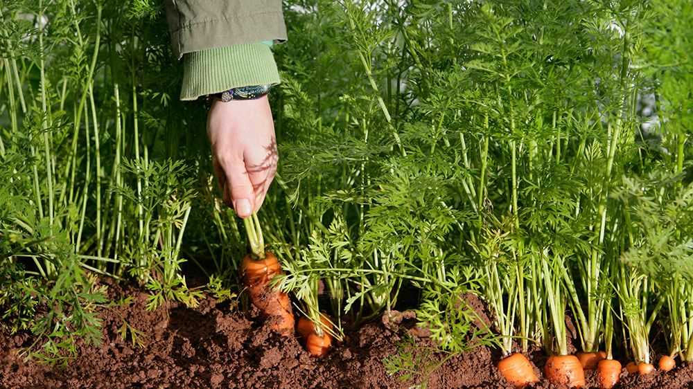 Yellow Carrots