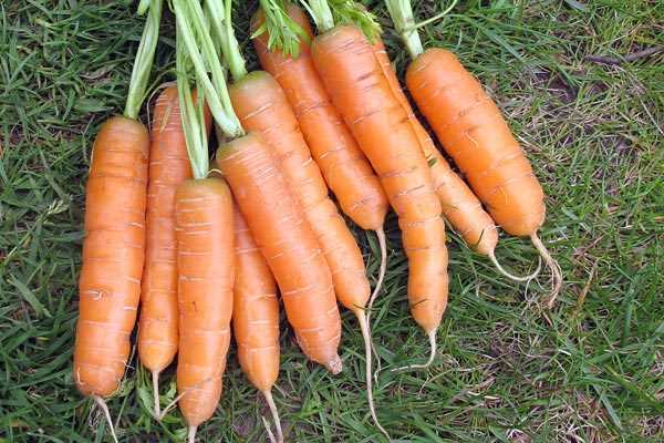 Orange Carrots