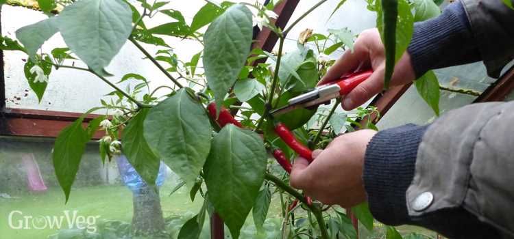 Double pepper infusion for weight management