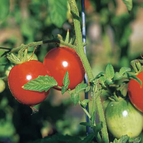 Determining the Best Time to Plant Low-Growing Tomato Varieties