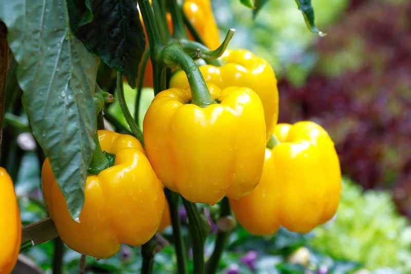 One variant of feeding sweet pepper