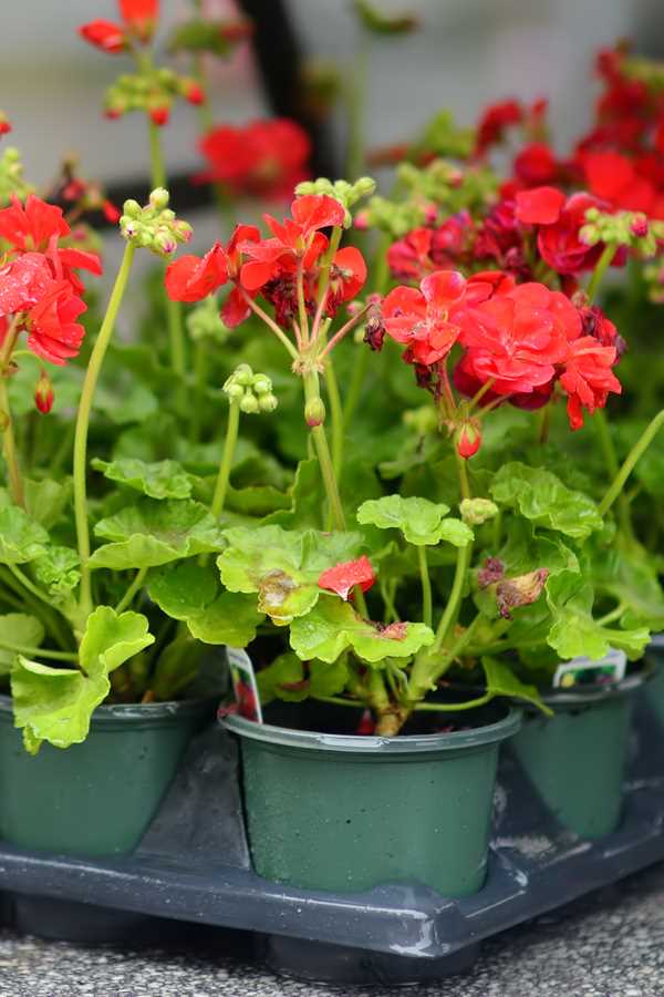 Sowing without Boiling Water: