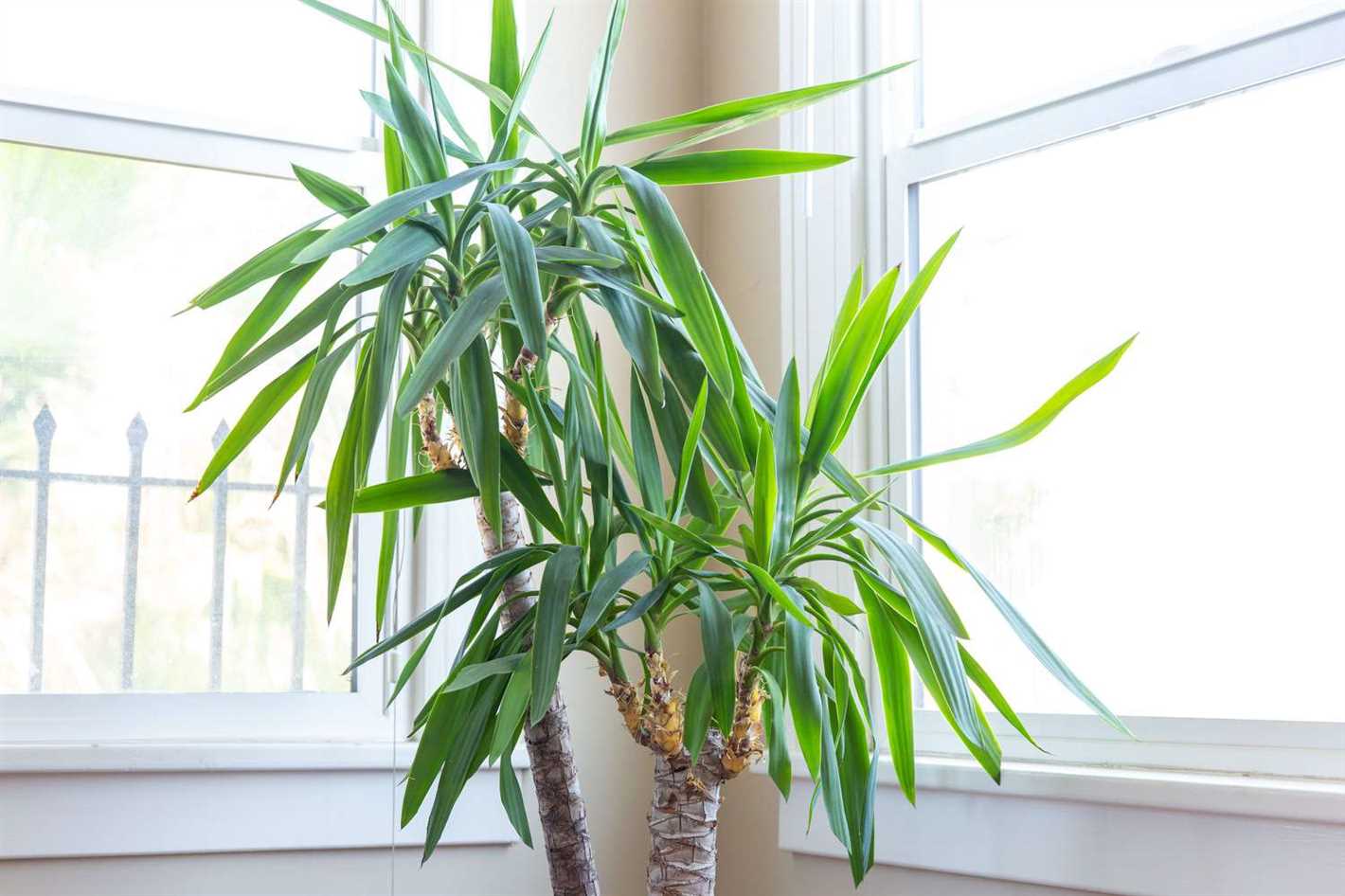 1. Snake Plant (Sansevieria trifasciata)