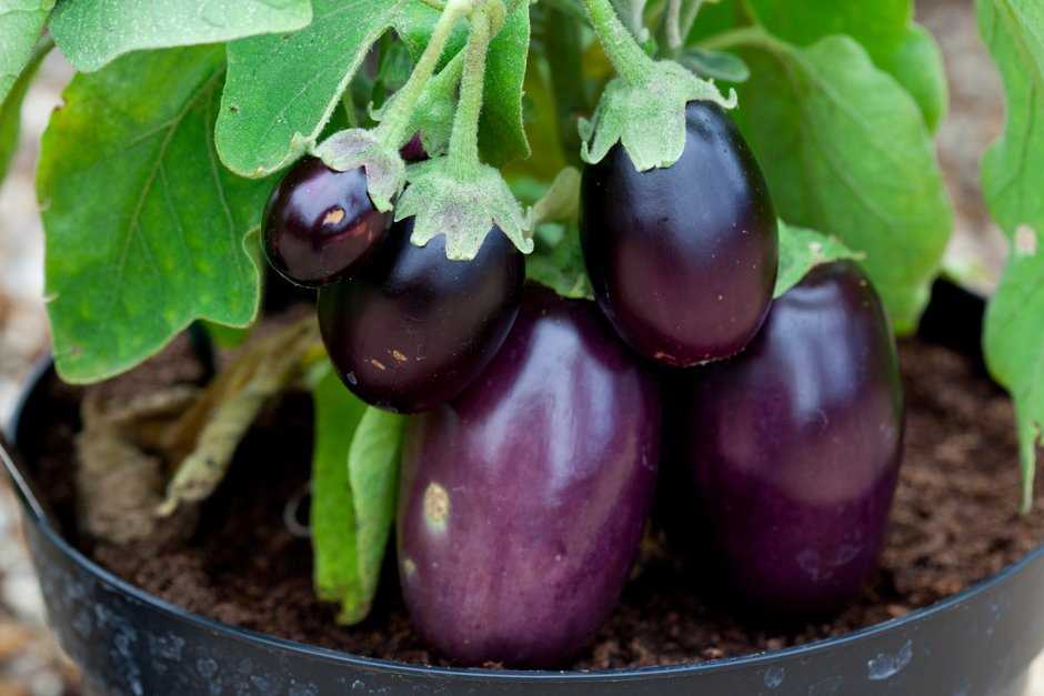 3. Seed Starting Containers