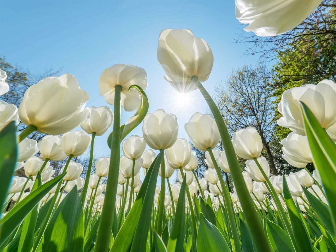 Vibrant and winter-resistant flowering plants