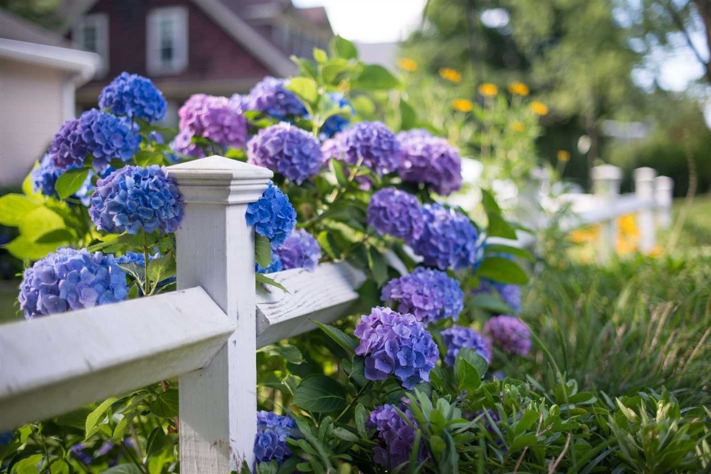 Beautiful and easy-to-grow bloomers