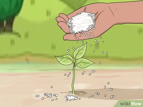 urea or urea how to apply to the soil with maxim jmdjlyl4