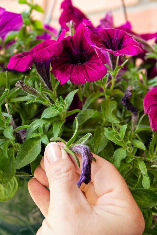 useful tips on growing ampel petunia how to achi