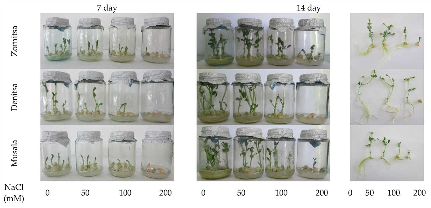 4. Nutrient Deficiency