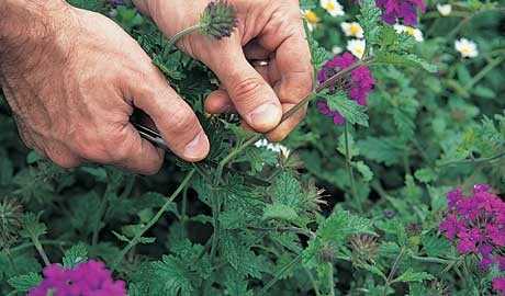 Step 5: Potting the Cutting