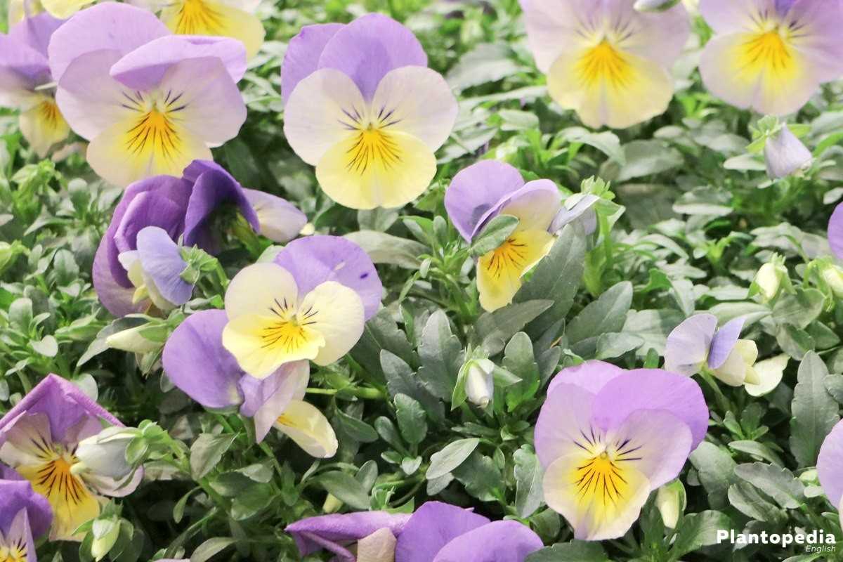 Tips for Successful Viola Growing