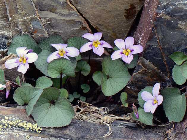 8. Winter Flowering Violas